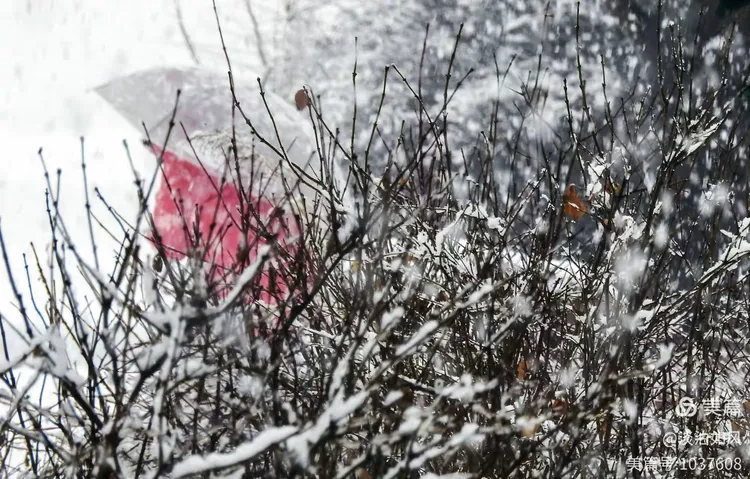 《雪染的风采》
